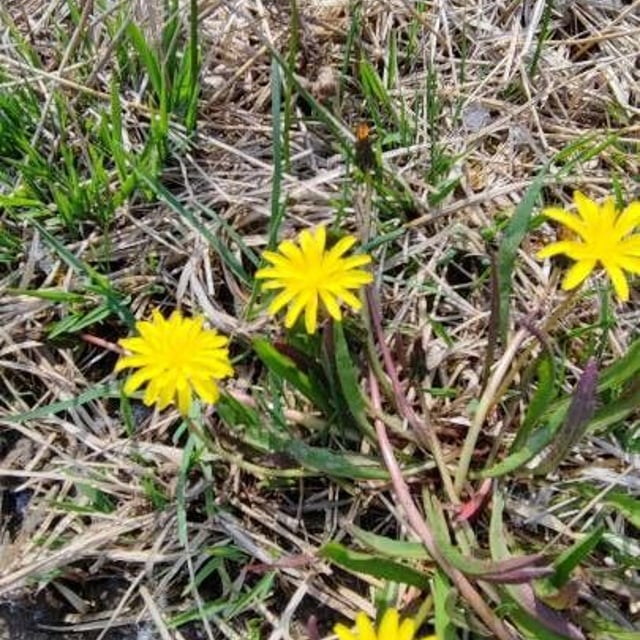 Marsh dandelion