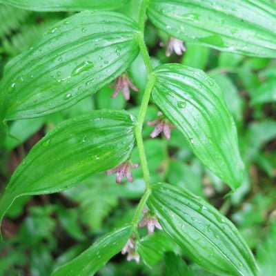 Streptopus lanceolatus — flower