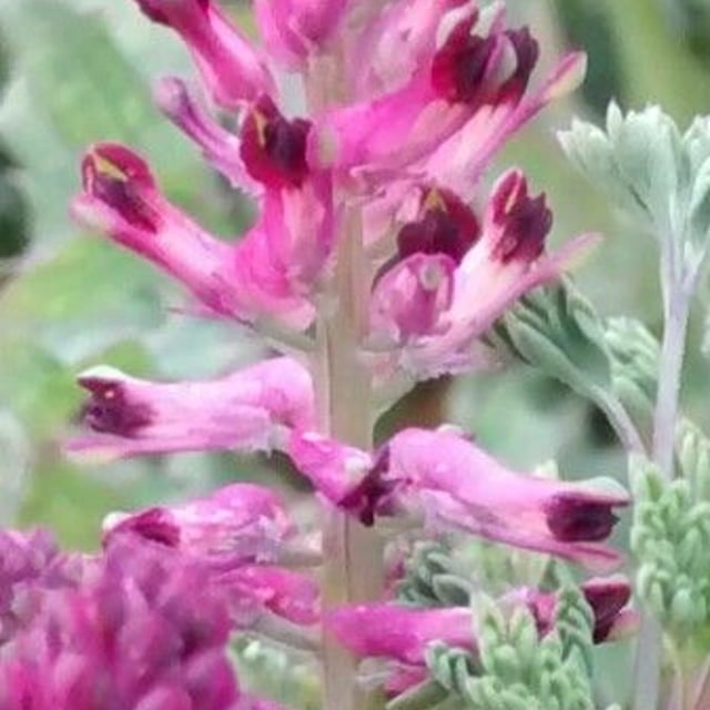 Fumaria densiflora — flower