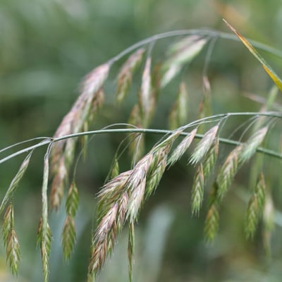 Bromus commutatus — flower