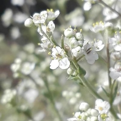 Lepidium latifolium — flower