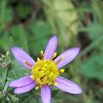 Galatella sedifolia — flower
