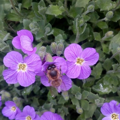 Aubrieta deltoidea — flower