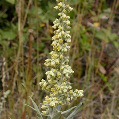 Artemisia douglasiana — flower