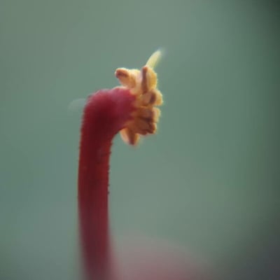 Helicteres isora — flower