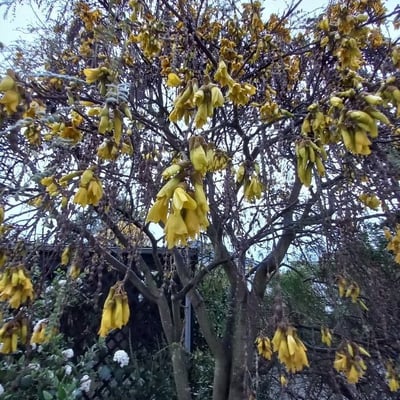 Sophora microphylla — flower