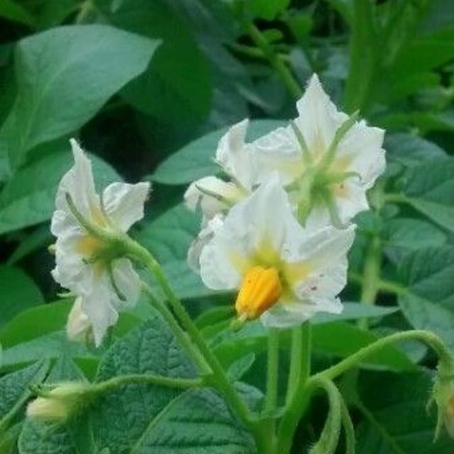 Solanum tuberosum — flower