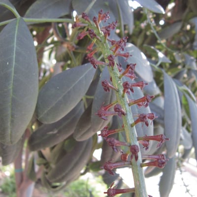 Pilocarpus pennatifolius — flower