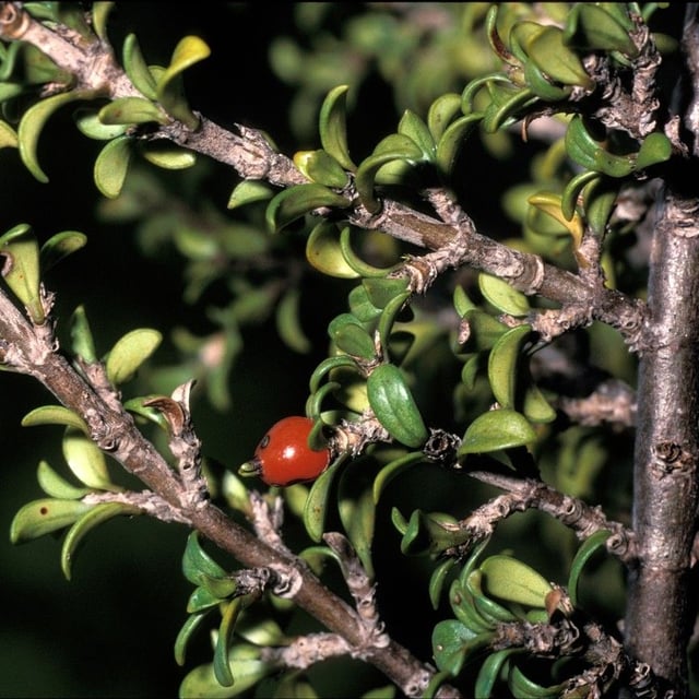 Coprosma pseudocuneata — fruit