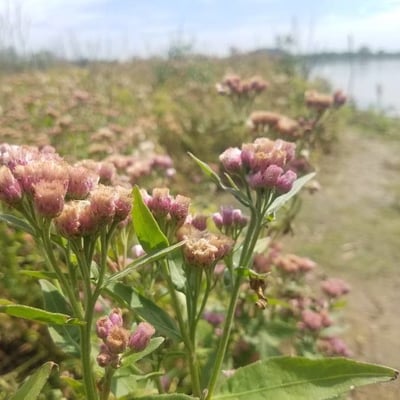 Pluchea odorata — flower