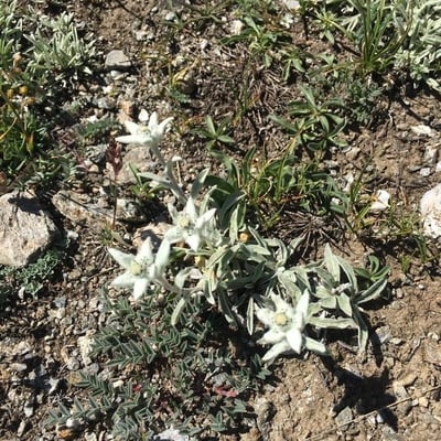 Leontopodium nivale — flower