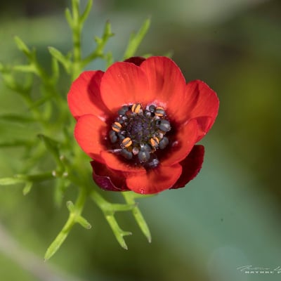 Adonis annua — flower