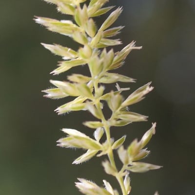 Koeleria macrantha — flower