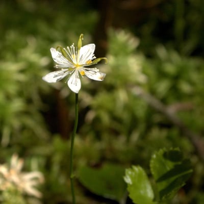 Coptis trifolia — flower