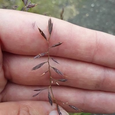 Tridens flavus — flower