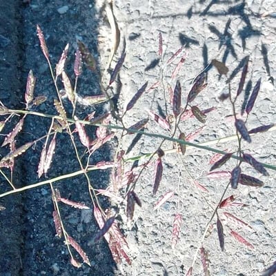 Eragrostis minor — flower