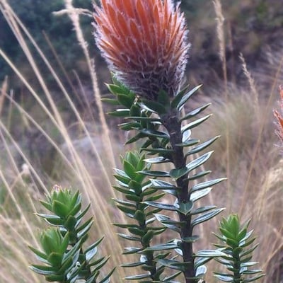 Chuquiraga jussieui — flower