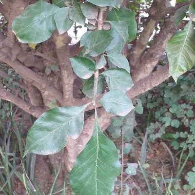 Gardenia ternifolia — leaf