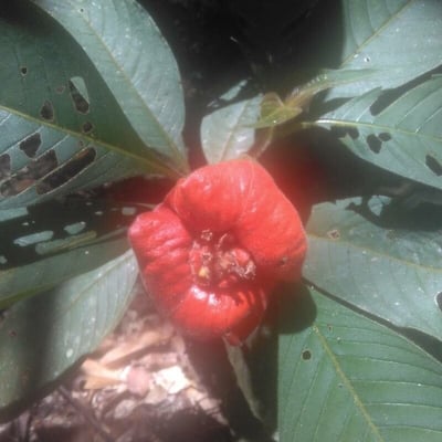 Palicourea tomentosa — flower