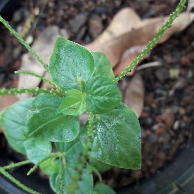 Peperomia pellucida — flower