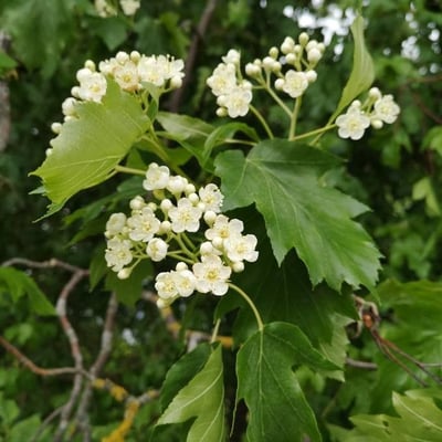 Torminalis glaberrima — flower