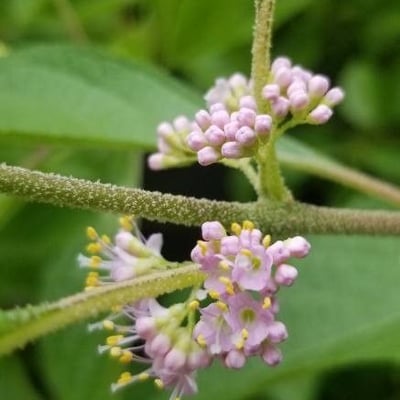 Callicarpa americana — flower
