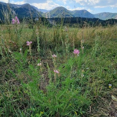 Onobrychis arenaria — flower