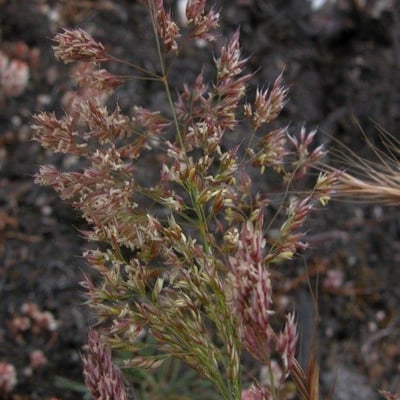 Agrostis vinealis — flower