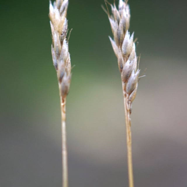 Mibora minima — flower