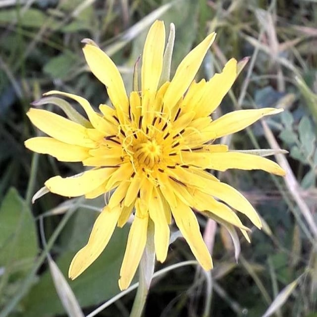 Tragopogon pratensis — flower