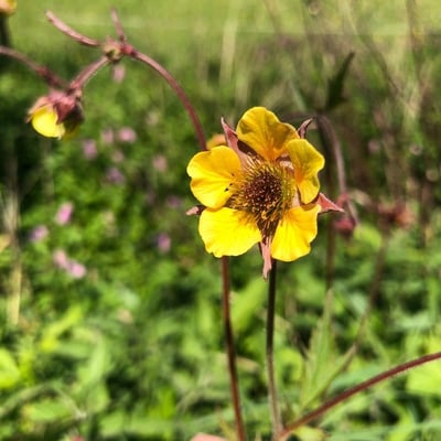 Geum rivale — flower