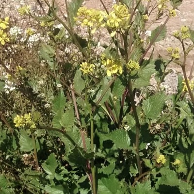 Brassica rapa — flower