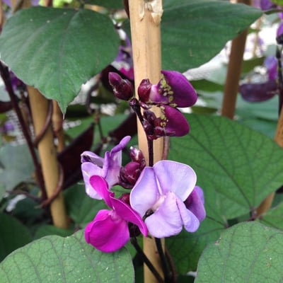 Lablab purpureus — flower