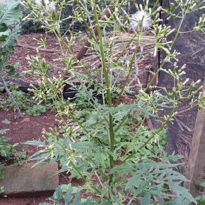 Erechtites valerianifolius — flower
