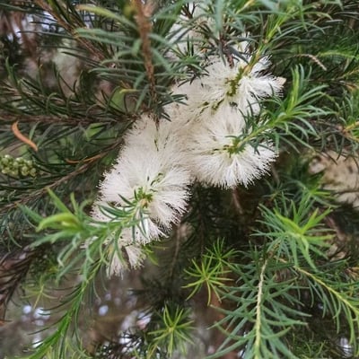 Melaleuca ericifolia — flower