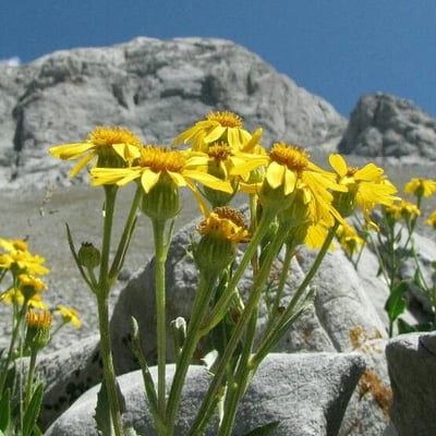 Senecio integerrimus — flower