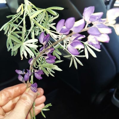 Lupinus albifrons — flower