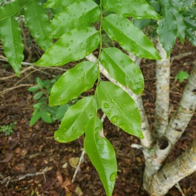 Myroxylon balsamum — leaf