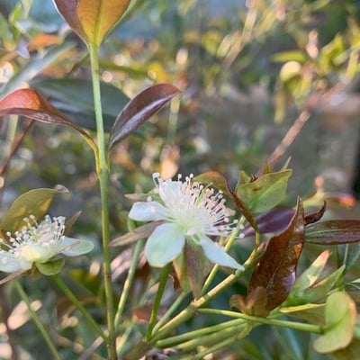 Eugenia involucrata — flower