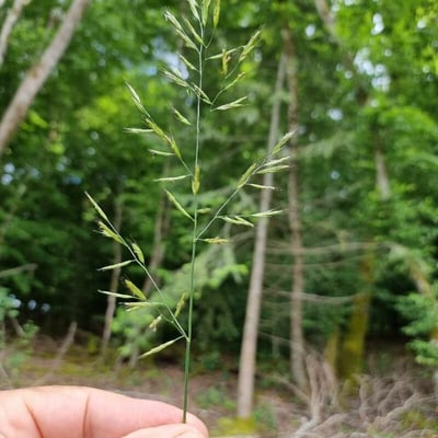 Festuca heterophylla — flower