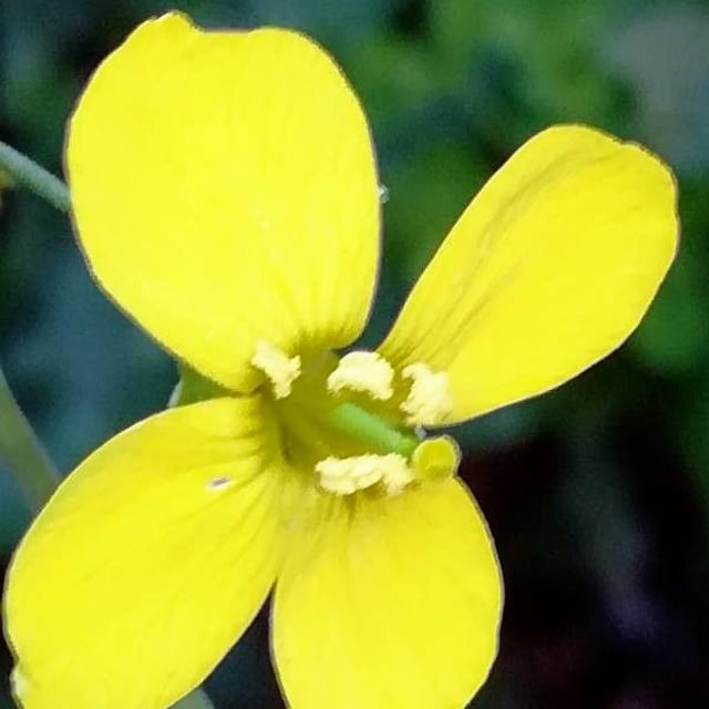 Diplotaxis tenuifolia — flower