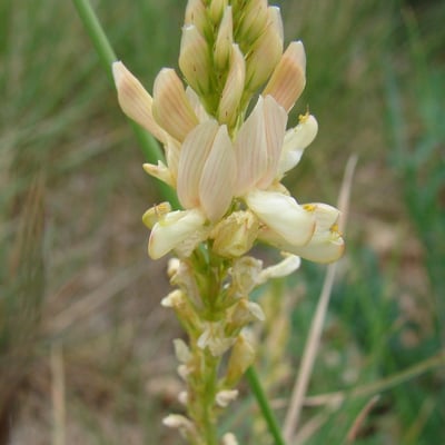 Onobrychis saxatilis — flower