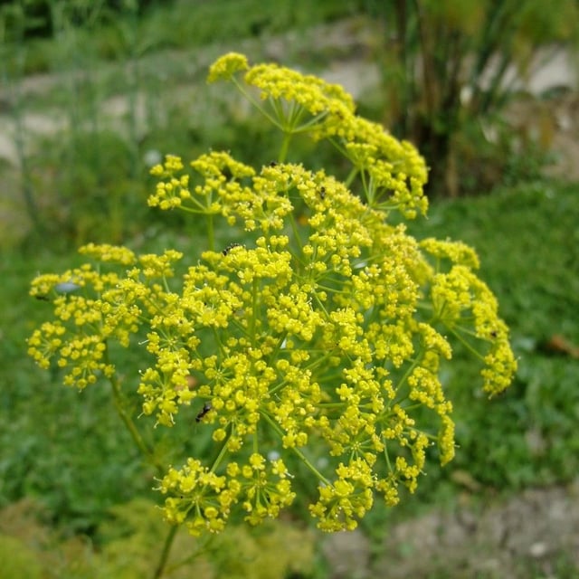 Silaum silaus — flower