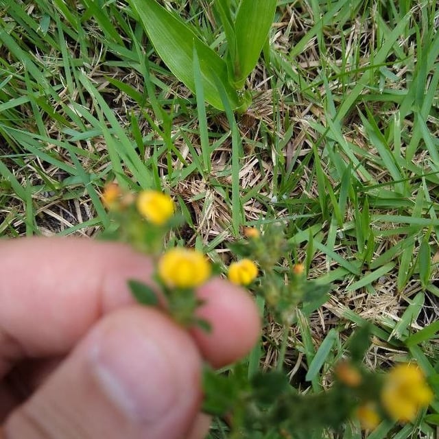 Medicago littoralis — flower