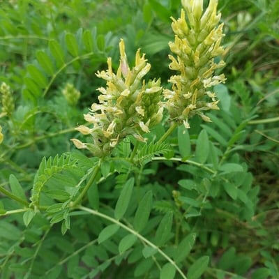 Astragalus cicer — flower