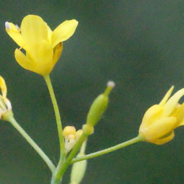 Rorippa pyrenaica — flower