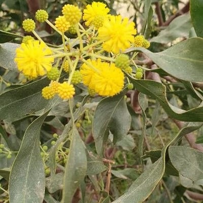 Acacia saligna — flower