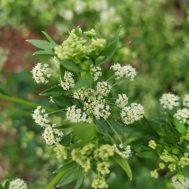 Apium graveolens — flower