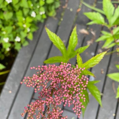 Filipendula rubra — flower