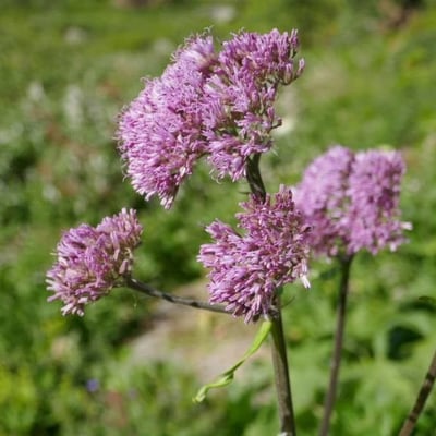 Adenostyles alliariae — flower
